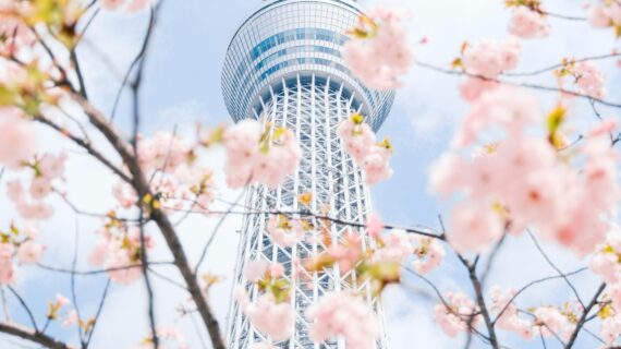 Japan Cherry Blossom Tour