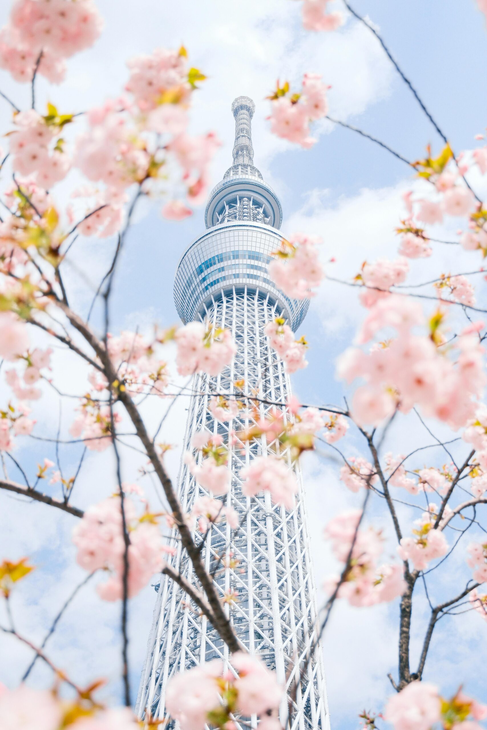 Japan Cherry Blossom Tour
